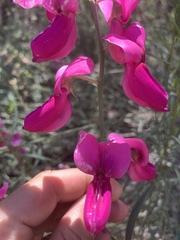 Lathyrus splendens