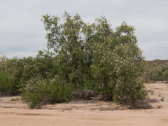 Chilopsis linearis arcuata