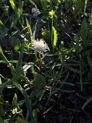 Allium brandegeei