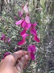 Lathyrus splendens