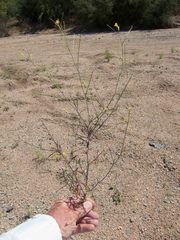 Sisymbrium orientale