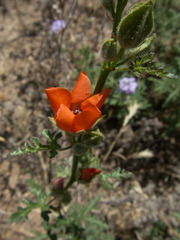 Sphaeralcea rusbyi