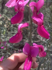 Lathyrus splendens