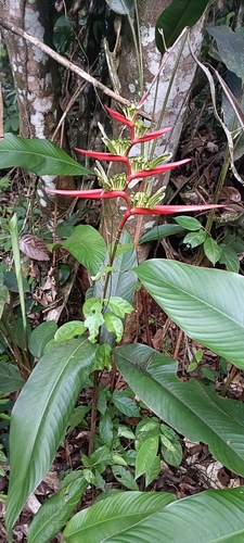 Image of Heliconia acuminata by no rights reserved