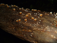 Chaetocalathus cocciformis