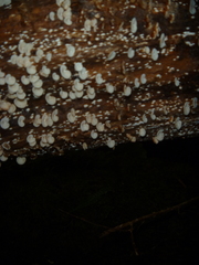 Chaetocalathus cocciformis