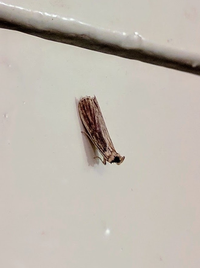 Cryptoblabes bataka