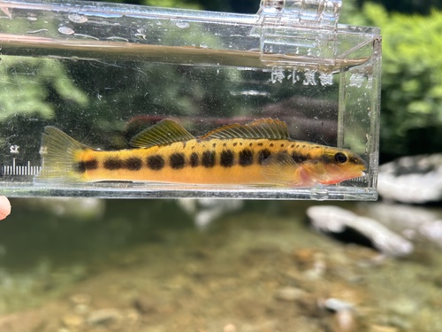 Tangerine Darter