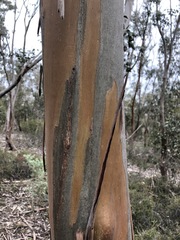 Eucalyptus behriana