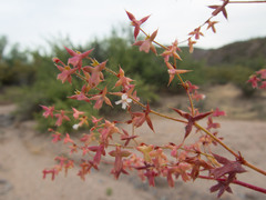 Centrostegia thurberi