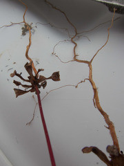 Centrostegia thurberi