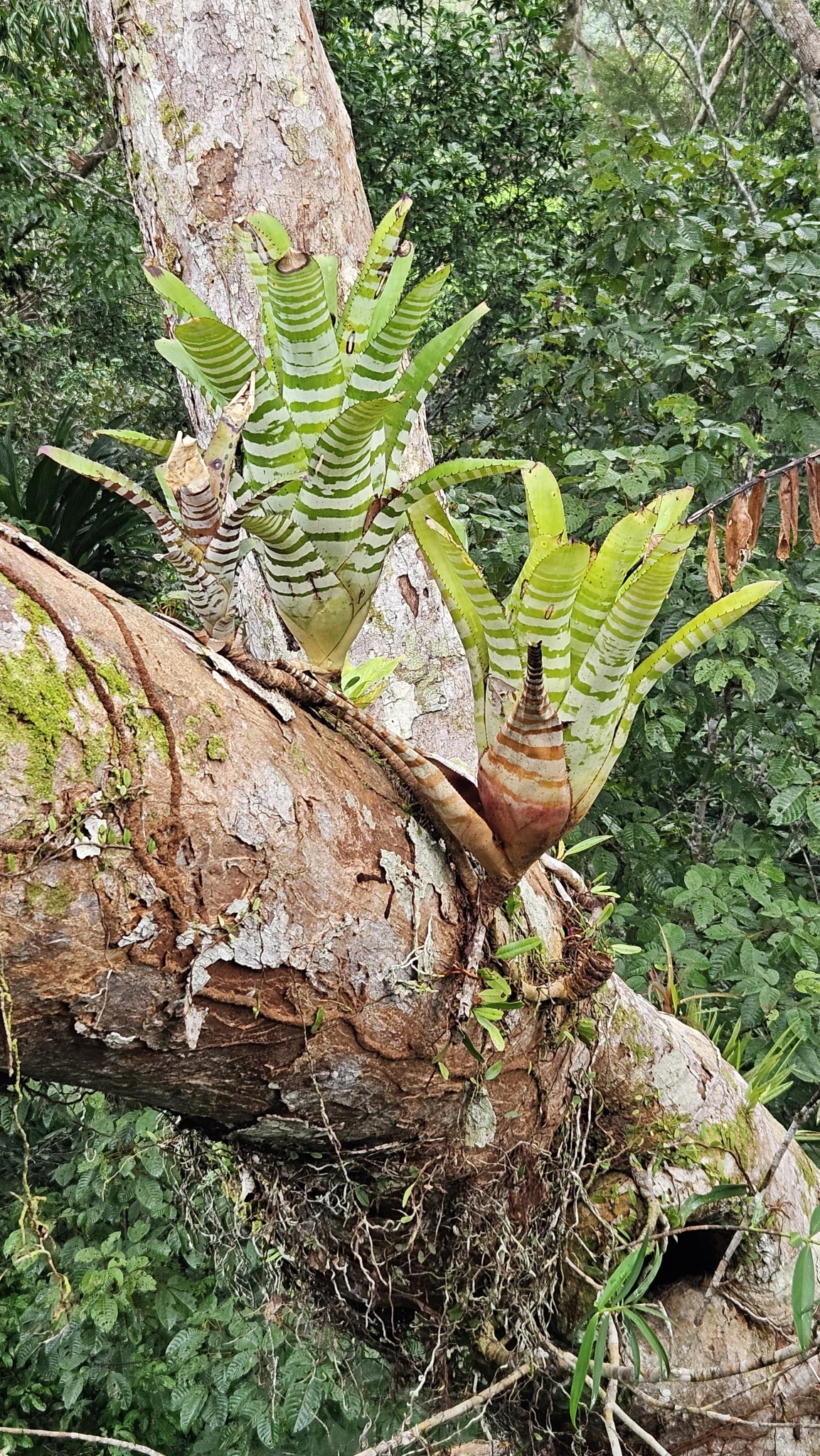 Imagem de Gravatá-tigre