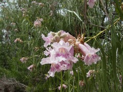 Chilopsis linearis arcuata