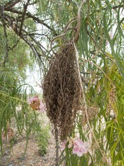 Chilopsis linearis arcuata