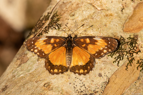 Bordered Patch
