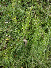 Coprosma banksii