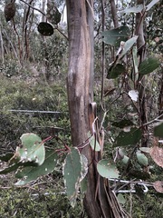 Eucalyptus behriana