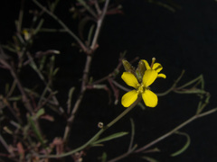 Sisymbrium orientale