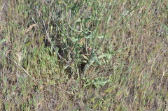 Crepis intermedia
