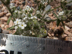 Cryptantha muricata