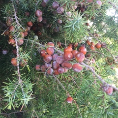 Juniperus oxycedrus