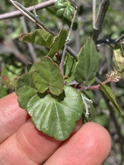 Rhus aromatica simplicifolia