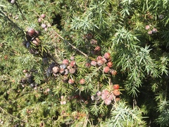 Juniperus oxycedrus