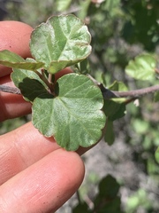 Rhus aromatica simplicifolia