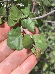 Rhus aromatica simplicifolia