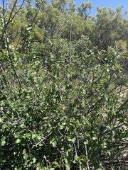 Rhus aromatica simplicifolia