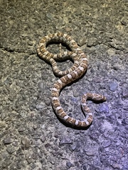 Trimorphodon lyrophanes