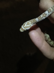 Trimorphodon lyrophanes