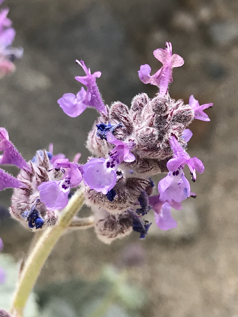 Woolly Catmint