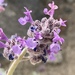 Nepeta floccosa - Photo (c) Jennifer Chandler, some rights reserved (CC BY-NC), uploaded by Jennifer Chandler