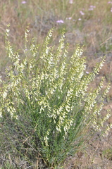 Astragalus filipes