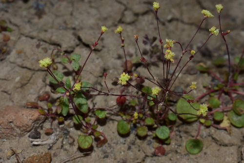 redstem buckwheat (Eriogonum rubricaule)