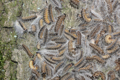 Thaumetopoea processionea