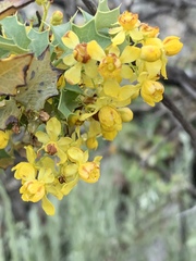 Berberis higginsiae