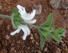 Leucas glabrata image