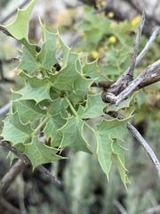 Berberis higginsiae