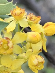 Berberis higginsiae