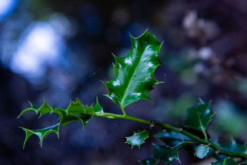 Ilex aquifolium