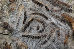 Thaumetopoea processionea