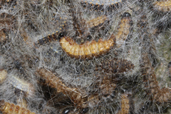Thaumetopoea processionea