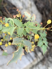 Berberis higginsiae