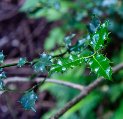 Ilex aquifolium