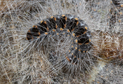 Thaumetopoea processionea