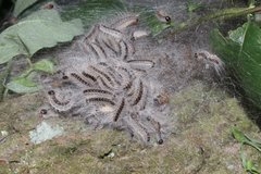 Thaumetopoea processionea