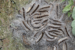 Thaumetopoea processionea