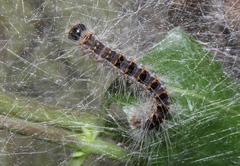 Thaumetopoea processionea